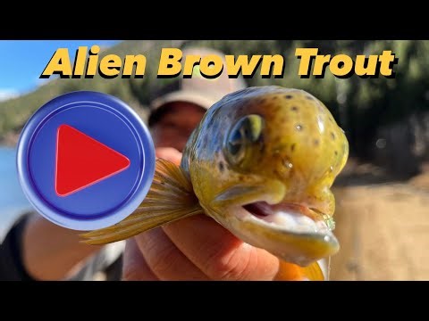 Alien Brown Trout - Fishing at Georgetown Lake in Georgetown, Colorado