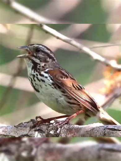 Song sparrow singing. #birds #birdsvoice #beautifull #birdssinging #nature #beautifull #birdslover #beautifullbirds #singing #wildnature.