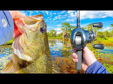 Fishing A SHALLOW Swamp FULL Of Fish - Drying Up?