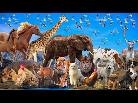 NATURAL SOUNDS OF ANIMALS IN NATURE : KITTEN, PUPPY, CAT, DOG, COW, SHEEP, GOAT, TIGER, LION, DUCK