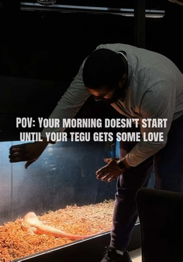 Start Your Day with a Tegu: A Morning Routine