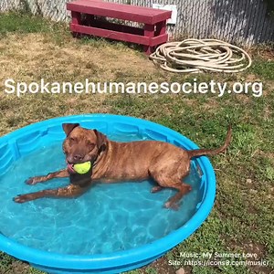 1.6K views · 99 reactions | Featured Dog: Bella | Spokane Humane Society | Facebook