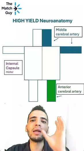 Neuroanatomy Explanation by Our Tutor 🧠👩‍🏫
