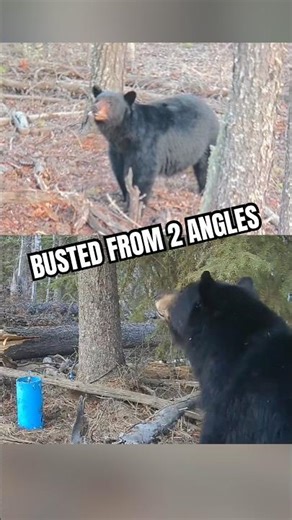 Big Bears are SMART: Hunters BUSTED 🐻 #bearcamp #bigbear