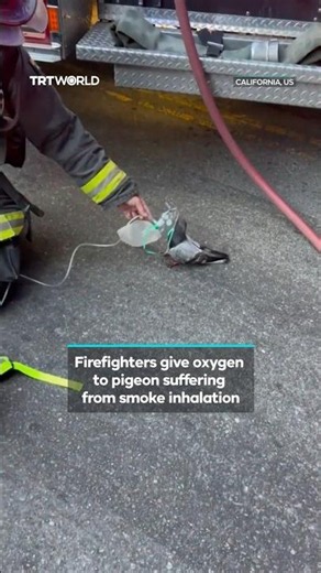 Firefighters give oxygen to pigeon suffering from smoke inhalation