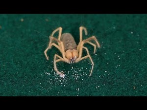 10 Cool Facts about Camel Spiders | Pet Tarantulas