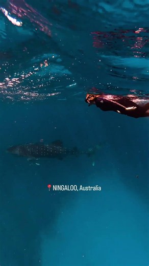 The answer is simple: Ningaloo. 🐋💙