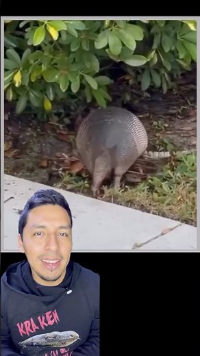 Armadillo collecting leaves #animal #armadillo #leaves #nest #wildlife