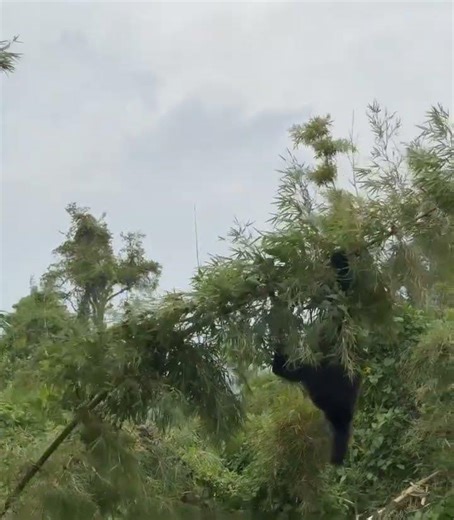 2 Day Rwanda Gorilla Trek and A visit to the Genocide Memorial.