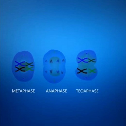Meiosis cell division Animation || (3-D)||Class -12 Cell cycle and cell division #