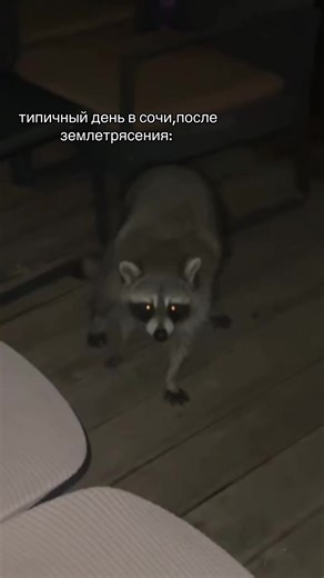 🦝#сочи #енот #землетрясение | pets during earthquake