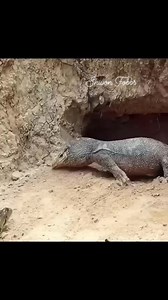 34 reactions | Snakes vs crocodile  #animals | Shivon Fobbs | Facebook