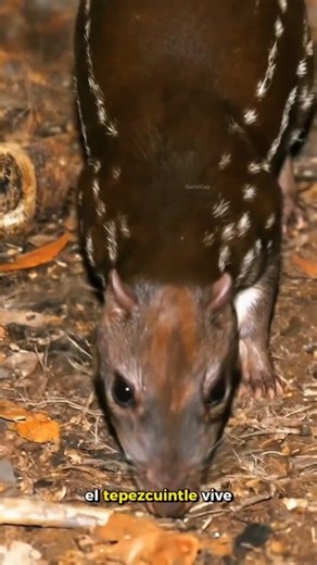 En las profundidades del bosque tropical, el tepezcuintle se mueve con sigilo, guiado por los secretos del entorno. #animales | Curio Cuy