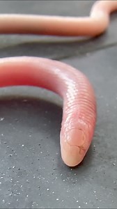 19K views · 607 reactions | FL WORM LIZARD!! Neither a worm or even a...