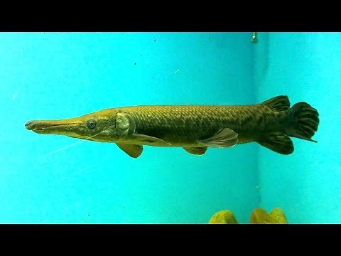 Alligator Gar Fish in Freshwater Aquarium