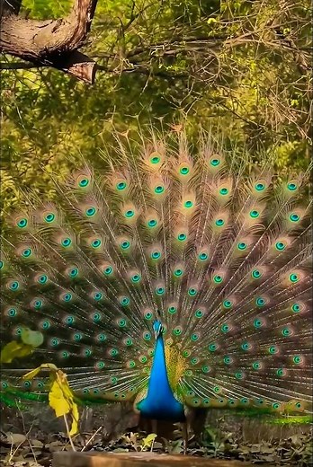 Peacock Opens Its Feathers in Full Glory 🦚✨ | Nature’s Most Beautiful Dance