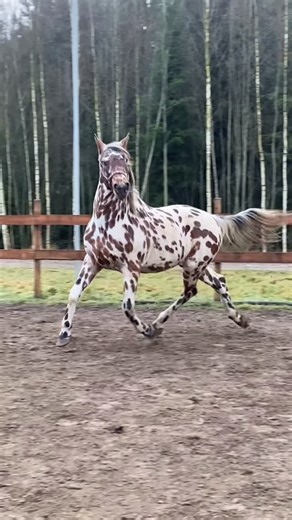 Colored horses and miniature ponies on Instagram: "🤎🤍🤎 Harlequin 🤎🤍🤎 . . . #horse #knabstrupper #appaloosa #spottedhorse #equine #horses #horselove #horselover #horseofinstagram #equestrian #pferd #cheval #cavalo #caballo #лошади #zirgi #horseaddicted #coloredhorse #stallion #beautifulhorse #horseriding #leopardappaloosa #colouredhorse #instahorse #equestrian #horseofinstagram #harlequin"