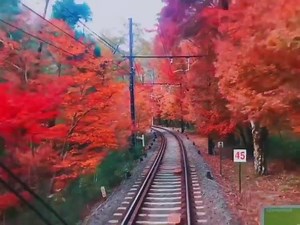 81K views · 2.2K reactions | If you're visiting Kyoto this autumn and...