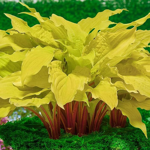 Lipstick Blonde Hosta