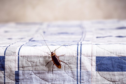 Pourquoi j’ai des cafards chez moi ? Comment m’en débarasser ?