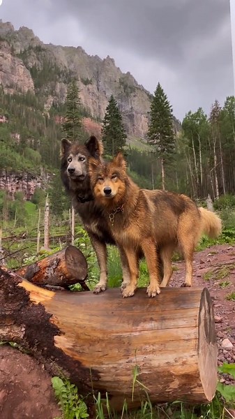 Majestic Wolfdogs Exploring the Wild Outdoors