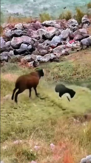 Playful Goat Animal World Animal World Highlights Animal World Battle Mountain Playful Goat Anim