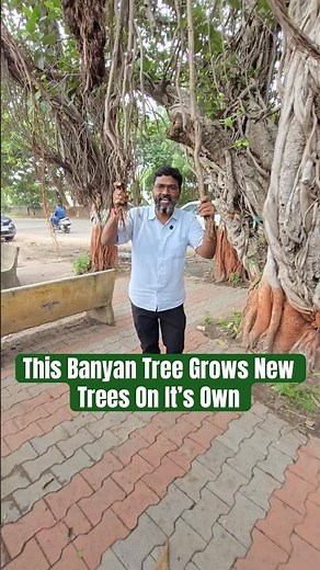 Banyan Tree: How Aerial Roots Turn One Tree into Many