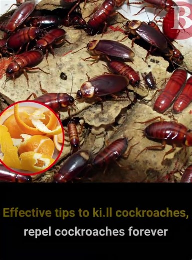8K views | To get rid of cockroaches, you can use several natural ingredients commonly found at home. These solutions are effective and safe for human health 荒 | BNews | Facebook