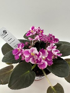 Gisela - Live African Violet 4" - Series: Rhapsodie - Etsy