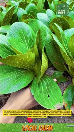 🌿 *Eco-Friendly Organic Mustard Cultivation Innovation* 🌱 #agriculture #organicfarming #harvest