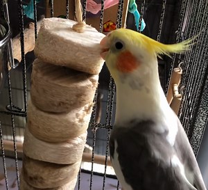 7 Most Amazing Toys For Cockatiels (2023) - CaringForFeathers