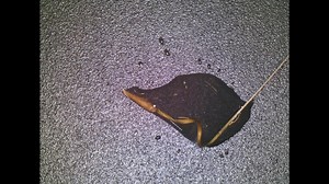 File:Erodium-Cicutarium-Seed-Unwinding-Under-Microscope- Real-Time.webm - Wikimedia Commons