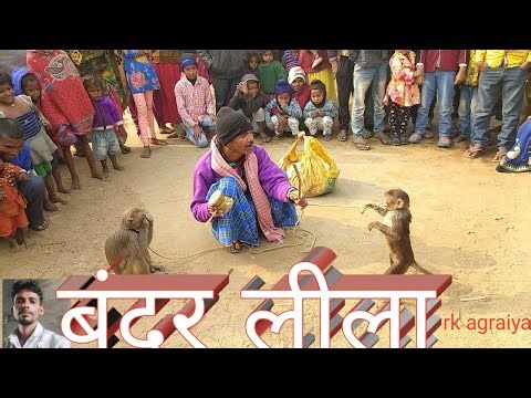 Bandar leela बंदर लीला #bandar video # Bandar khel #Bandar madari #bandariya 2025 rk agraiya