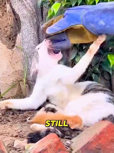 She Attacked Anyone Who Came Near Her Kittens