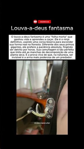 Essa espécie de louva-a-deus, você conhecia? #curiosidades #animais #insetos