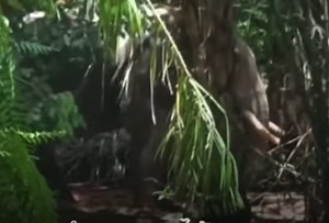 Elephant Rips Owner's Body in Half After Being Forced to Work in Extreme Heat in Thailand