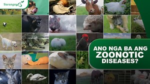 386K views · 1.3K reactions | Iwas Rabies at Zoonotic Diseases  Talakayin natin sa Real Talk with Dok paano mapo-protektahan ang ating mga sarili laban sa rabies at iba pang zoonotic diseases kasama sina Dr. Jeffrey Santiago, Adult Disease Specialist, at Dr. Endymion Tan, Infectious Disease Specialist. ✨ Stay updated sa mga expert, reliable, at acccurate medical information, dito lamang sa Bell-Kenz Pharma Facebook page!  #BellKenz #Rabies | Bell-Kenz | Facebook