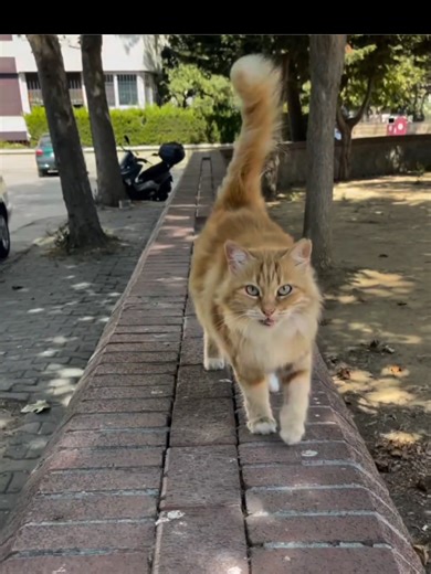 Funny cats and dogs video #cats #cutecats #foryou #funnytiktok #funnyvideos Production Editions ISD Comics