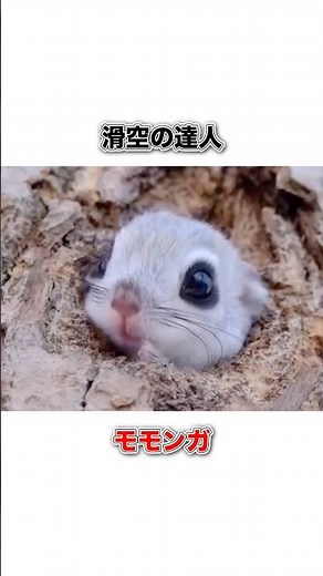 【滑空の達人】モモンガ#豆知識 #動物 #雑学