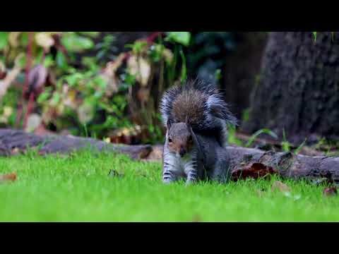 A Squirrel Digging Playfully in the Grass