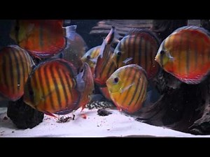 alenquer cuipeua red