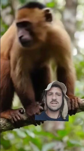 🦅 O ataque brutal da harpia
