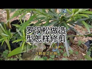 罗汉松怎样修剪做造型How to prune and shape podocarpus
