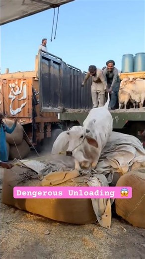 Northernbypass Mandi | Dengerous Unloading #cowmandi #cow #cattleworld #bull #shorts