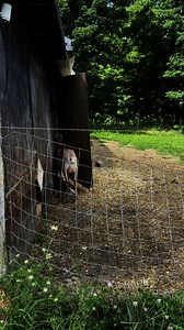 25K views · 484 reactions | She loves her mama  it’s so crazy to...