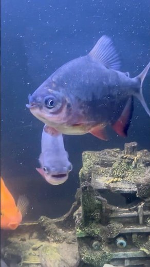Pacu fish🐠| #pacufish #redpacufish #pacufishtank #pacufishcare #pacufishdiet #pacufishfood #shorts