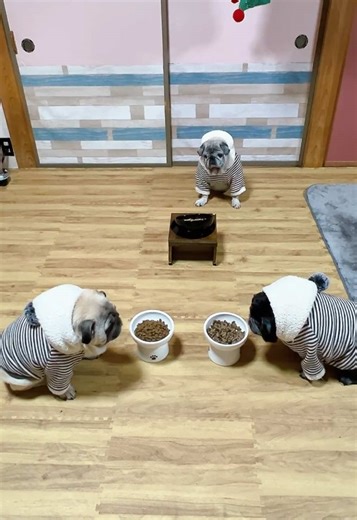 そんな日もある！可愛いパグの飯動画😄