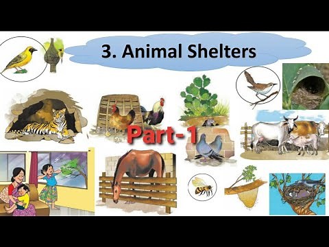 Class 3, lesson 3| Animal shelters |Environmental Studies