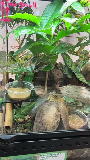 Hawaiian mourning geckos taking turns at the Lizard Ledge📍#gecko #mourninggecko #timelapse #bioactiveterrarium