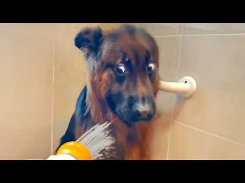 Dogs being DRAMATIC like never before! 🤣 Funny Dog Videos 2025